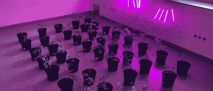 Here would be an image with tomateos growing in pots but something went wrong.