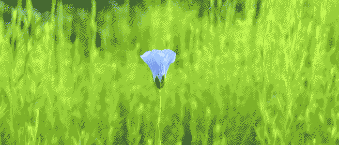 Here would be an image of flax growing in a garden but something went wrong.