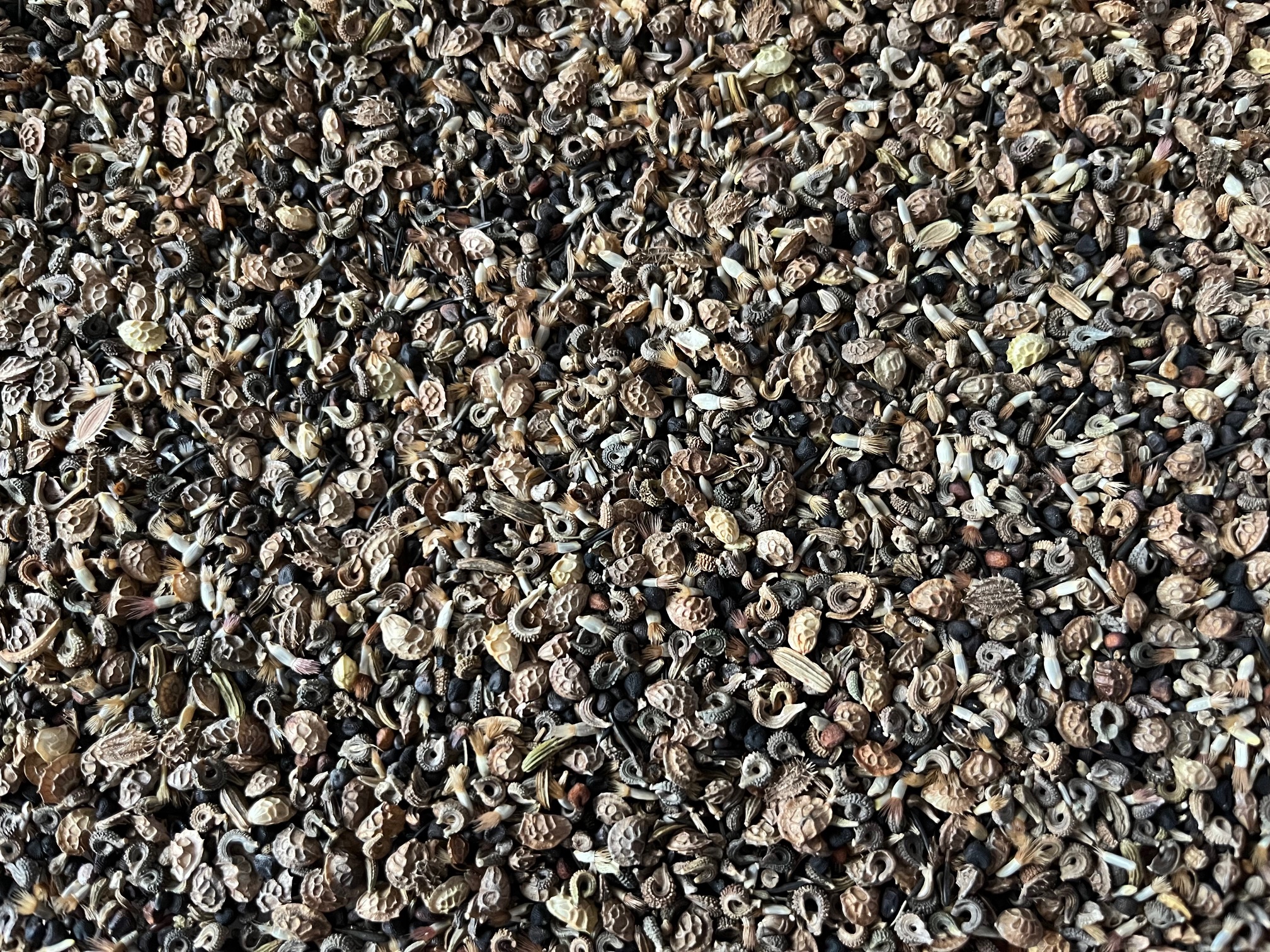 Loose seeds in a larger container.