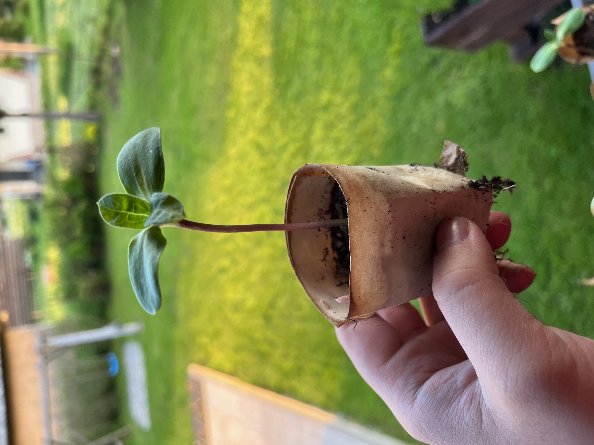 Sunflower planting in a pot.